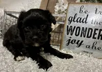 DOTTIE, a female Yorkipoo for sale in Sharon, KS – Photo 2 of 9