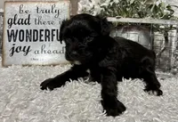 DOTTIE, a female Yorkipoo for sale in Sharon, KS – Photo 6 of 9