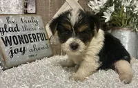 0RE0, a male Yorkshire Terrier for sale in Sharon, KS – 7 of 8