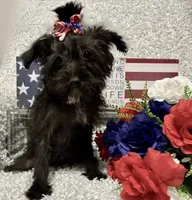 DOTTIE, a female Yorkipoo for sale in Sharon, KS – 4 of 10
