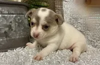 FELICITY, a female Chihuahua for sale in Sharon, KS – 3 of 8