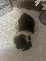 BUSCUIT, a male Yorkshire Terrier for sale in Sharon, KS – 4 of 9