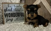 SOPHIE, a female Yorkshire Terrier for sale in Sharon, KS – 6 of 8