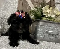 DOTTIE, a female Yorkipoo for sale in Sharon, KS – 4 of 8