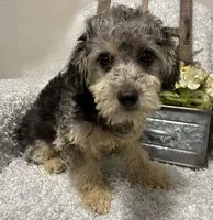 MILTON, a male Poodle - Toy  for sale in Sharon, KS – 6 of 10