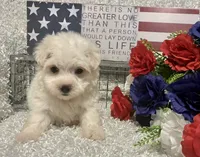 OLLIE, a male Maltese for sale in Sharon, KS – 6 of 8