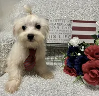 RALPHIE, a male Maltese for sale in Sharon, KS – 2 of 10