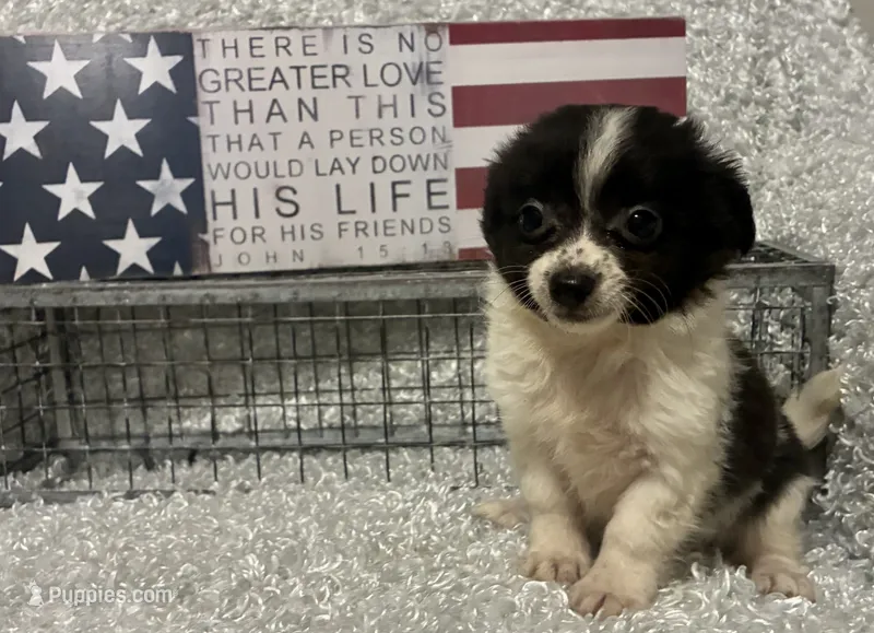 BUCEE' – Chihuahua puppy for sale in Sharon, KS