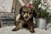 CANDY, a female Yorkipoo for sale in Sharon, KS – 5 of 9