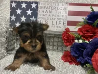 RUFUS, a male Yorkshire Terrier for sale in Sharon, KS – 9 of 10