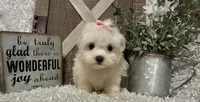 ANNA, a female Maltese for sale in Sharon, KS – 4 of 8
