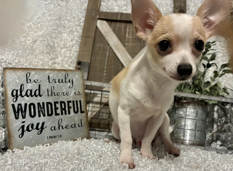 CHICO – Chihuahua puppy for sale in Sharon, KS