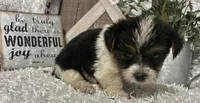0RE0, a male Yorkshire Terrier for sale in Sharon, KS – 2 of 8