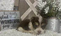 BUSCUIT, a male Yorkshire Terrier for sale in Sharon, KS – 3 of 9