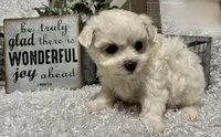 RASCAL, a male Maltese for sale in Sharon, KS – Photo 4 of 8