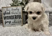 RASCAL, a male Maltese for sale in Sharon, KS – Photo 3 of 8