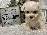 RASCAL, a male Maltese for sale in Sharon, KS – Photo 7 of 8