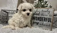 RASCAL, a male Maltese for sale in Sharon, KS – Photo 2 of 8