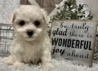 RASCAL, a male Maltese for sale in Sharon, KS – Photo 5 of 8
