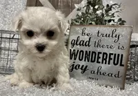 RASCAL, a male Maltese for sale in Sharon, KS – Photo 1 of 8