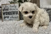 RASCAL, a male Maltese for sale in Sharon, KS – Photo 8 of 8