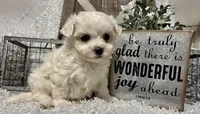 RASCAL, a male Maltese for sale in Sharon, KS – Photo 6 of 8
