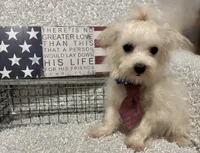 RALPHIE, a male Maltese for sale in Sharon, KS – 1 of 8