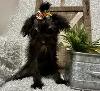 DOTTIE, a female Yorkipoo for sale in Sharon, KS – 2 of 7