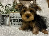 RUFUS, a male Yorkshire Terrier for sale in Sharon, KS – 7 of 10