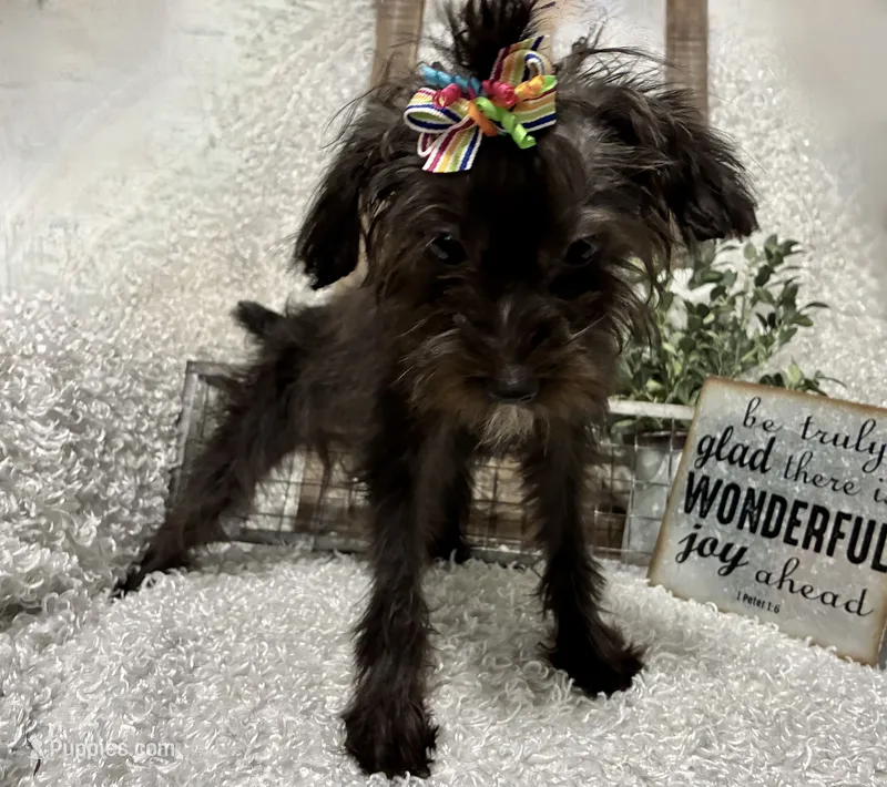 DOTTIE – Yorkipoo puppy for sale in Sharon, KS