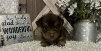 COCOA, a male Yorkshire Terrier for sale in Sharon, KS – 5 of 8