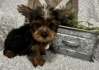 RUFUS, a male Yorkshire Terrier for sale in Sharon, KS – 4 of 8