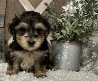 MAX, a male Morkie for sale in Sharon, KS – 3 of 7