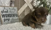 COCOA, a male Yorkshire Terrier for sale in Sharon, KS – 6 of 8