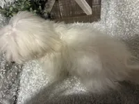OLLIE, a male Maltese for sale in Sharon, KS – 6 of 8