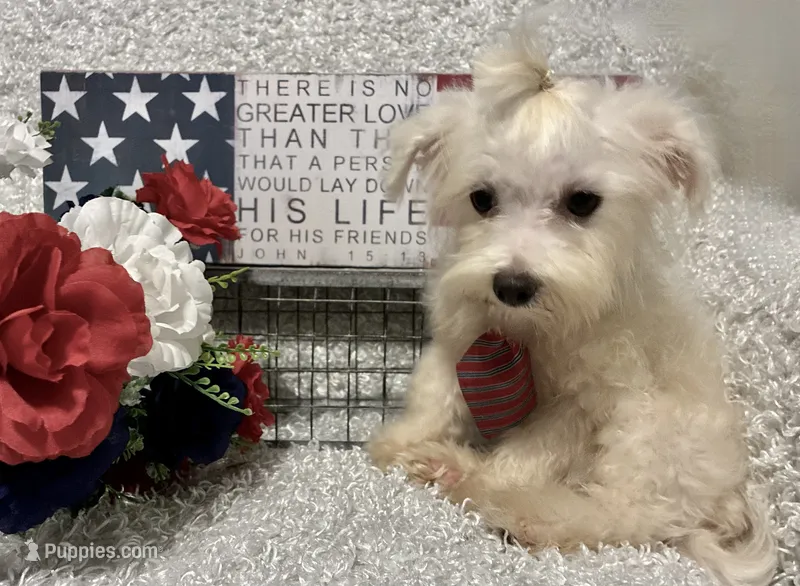 RALPHIE – Maltese puppy for sale in Sharon, KS