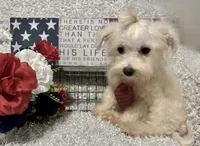 RALPHIE, a male Maltese for sale in Sharon, KS – 1 of 10