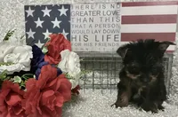 BRUTUS, a male Yorkshire Terrier for sale in Sharon, KS – 5 of 8