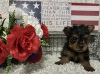 RONNIE, a male Yorkshire Terrier for sale in Sharon, KS – 3 of 7