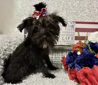 DOTTIE, a female Yorkipoo for sale in Sharon, KS – 8 of 10