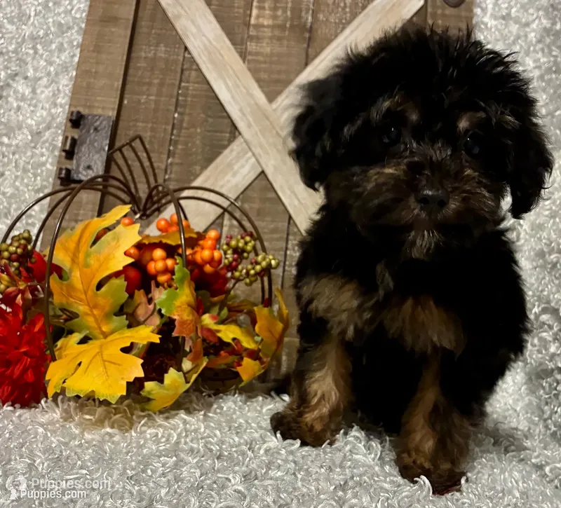 KING CHARLIE – Yorkipoo puppy for sale in Sharon, KS