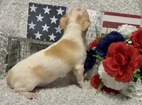 CHICO, a male Chihuahua for sale in Sharon, KS – 3 of 10
