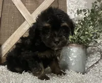 KING CHARLIE, a male Yorkipoo for sale in Sharon, KS – 7 of 8