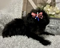 DOTTIE, a female Yorkipoo for sale in Sharon, KS – 3 of 8