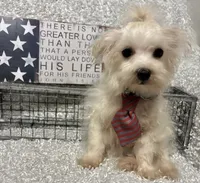 RALPHIE, a male Maltese for sale in Sharon, KS – 7 of 8