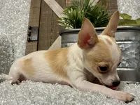 CHICO, a male Chihuahua for sale in Sharon, KS – 8 of 9