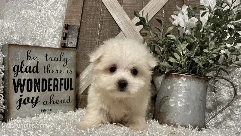 ANDY – Maltese puppy for sale in Sharon, KS