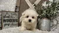 ANDY, a male Maltese for sale in Sharon, KS – 1 of 8