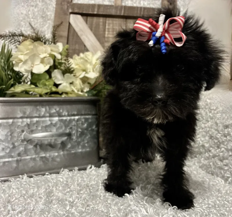 DOTTIE – Yorkipoo puppy for sale in Sharon, KS