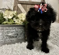 DOTTIE, a female Yorkipoo for sale in Sharon, KS – 1 of 8
